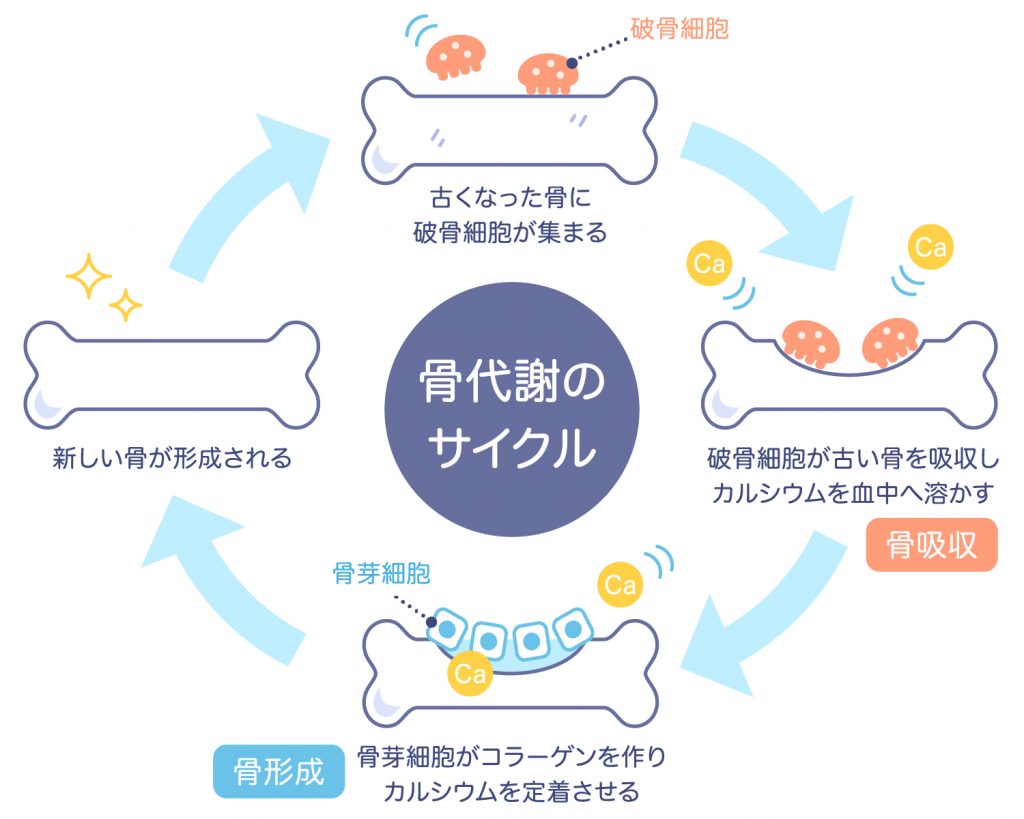 のぞみ整形外科クリニック西条　骨粗鬆症治療①